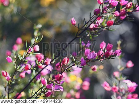 Backlit Pink Flowers And Buds Of Australian Native Boronia Ledifolia, Family Rutaceae. Growing In Sy
