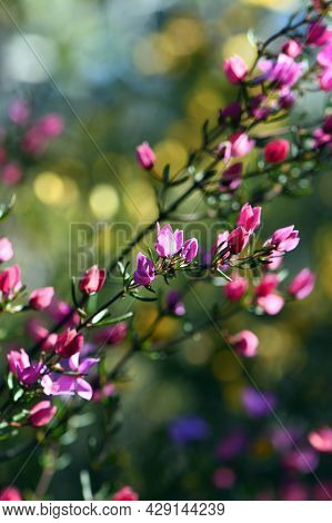Backlit Pink Flowers And Buds Of Australian Native Boronia Ledifolia, Family Rutaceae. Growing In Sy