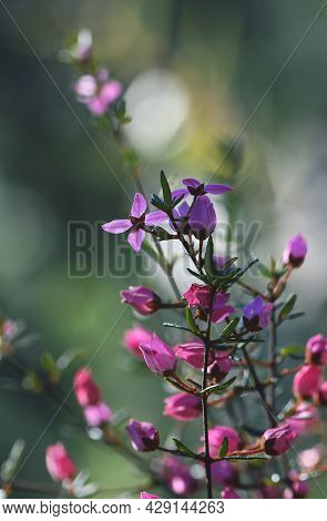 Backlit Pink Flowers And Buds Of Australian Native Boronia Ledifolia, Family Rutaceae. Growing In Sy
