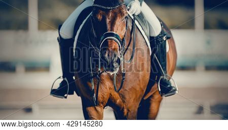 Equestrian Sport. Portrait Sports Stallion In The Double Bridle.the Legs Of The Rider In The Stirrup