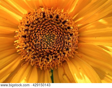 Center Of The Yellow Flower, Close-up. Tithonia Diversifolia Is A Species Of Flowering Plant That Is