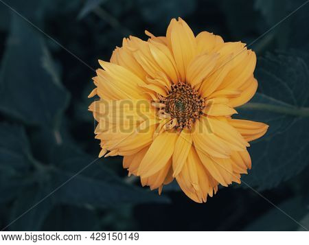 Tithonia Diversifolia Is A Species Of Flowering Plant That Is Commonly Known As The Tree Marigold, M