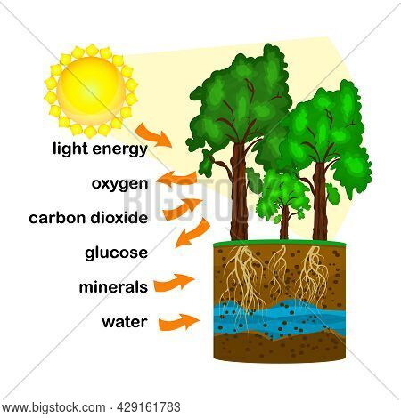 Photosynthesis Diagram. Process Of Plant Produce Oxygen. Photosynthesis Process Labelled. Science Ed