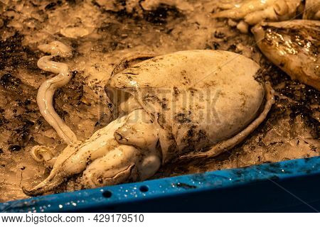 Cadiz, Spain - Nov 16, 2019: Shopping In Cadiz Downtown Market, Mercado Central De Abastos. Cadiz, A