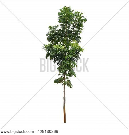 Clipping Path. Close Up Of Green Tree Isolated On White Background View. Image Tree View. Cut Out. F
