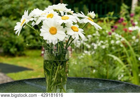 On A Glass Garden Table Is A Vase With A Bouquet Of White Garden Daisies After The Rain.