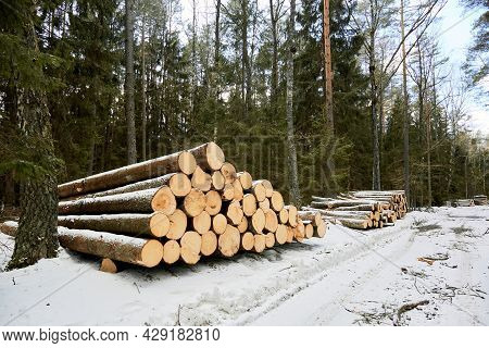 A Wood Material Logging. Round Timber Stock. Lumber-camp Of Pine. Mass Deforestation. Freshly Cut Tr