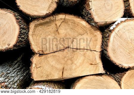 Textured Wooden Material Wall. Round Timber Stack Background. Pine Lumber-camp. Close-up. Banner. Ma