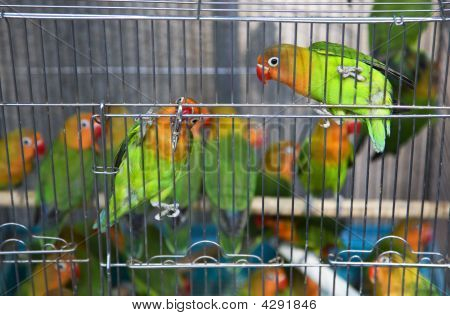 Zöld sárga papagájok Hong Kong Bird piac
