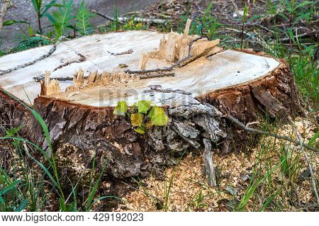 The Stump Of A Felled Tree. A Young Sprout On A Felled Tree. Cutting Down Trees. The Trunk Of A Fell