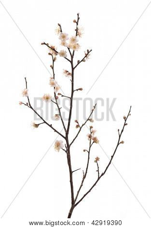 hvide blomme bloossom
