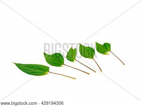 Row Of Jute Mallow Or Nalta Jute Red Egyptian Spinach Leaf Isolated On White Background