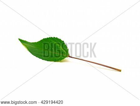 One Jute Mallow Or Nalta Jute Red Egyptian Spinach Leaf Isolated On White Background