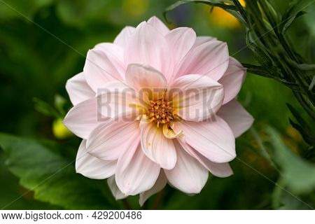 Pink Dahlia Pinnata Flower In Summer Cottage Garden