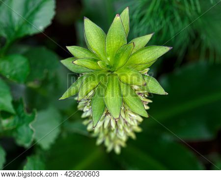 Eucomis Bicolor Flower In Summer Cottage Garden Border