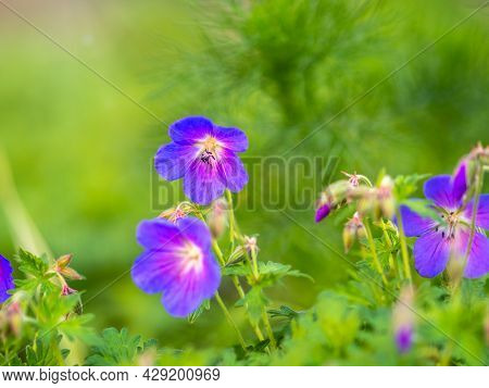 Blue And Purple Flowers Of Geranium Wallichianum. Summer Or Spring Flower Background.