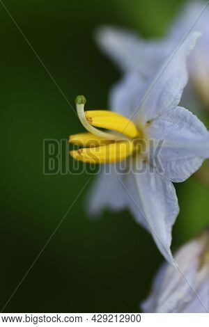 Carolina Horsenettle Flowers. Solananaceae Perennial Weed Plant.