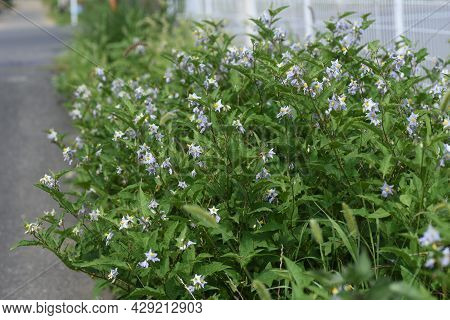 Carolina Horsenettle Flowers. Solananaceae Perennial Weed Plant.
