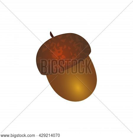 Oval Flat Art Acorn In Warm Rich Autumn Golden Brown And Dark Brown Colors Isolated In A White Backg