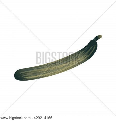 Realistic Long Oval Flat Art Zucchini In Dark Green Color With Assorted Light Green And Yellow Strip