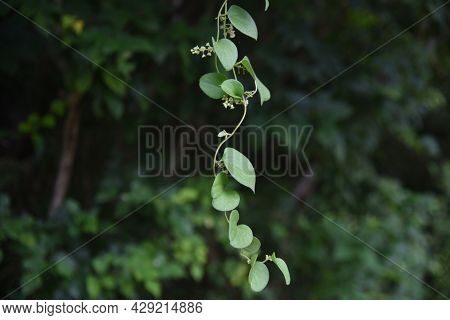 Snailseed Flowers. Menispermaceae Deciduous Vine And Toxic Plants.