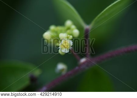 Snailseed Flowers. Menispermaceae Deciduous Vine And Toxic Plants.