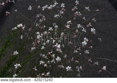 White Gaura Flowers In Summer. Onagraceae Perennial Plant.