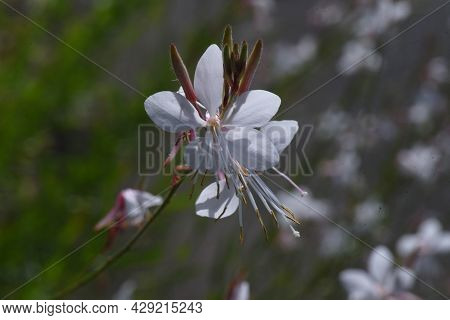 White Gaura Flowers In Summer. Onagraceae Perennial Plant.