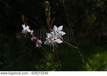 White Gaura Flowers In Summer. Onagraceae Perennial Plant.
