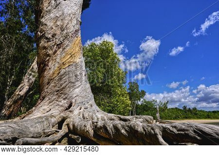 Gum Trees Or Melaleuca Trees On The Shore Line Near Cairns North Queensland Australia