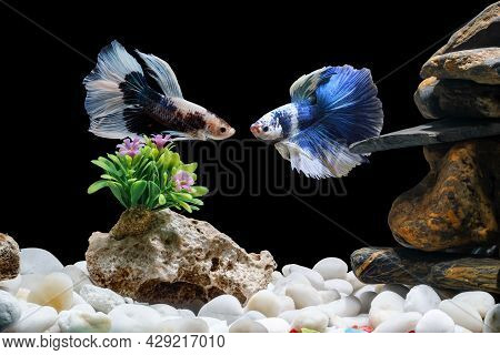 Siamese Fighting Fish,betta Splendens, 2 In A Betta Fish Tank, Black Background, Halfmoon Betta.