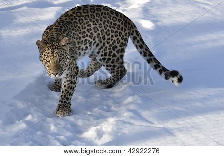 İran leoparı