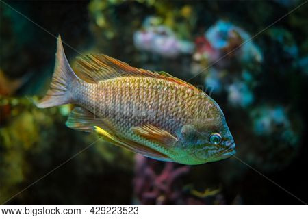 Pearl-spot chromis Chromis notata spottedfin puller fish underwater in sea with corals in background