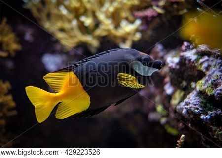 Bicolored foxface Siganus uspi fish underwater in sea with corals in background