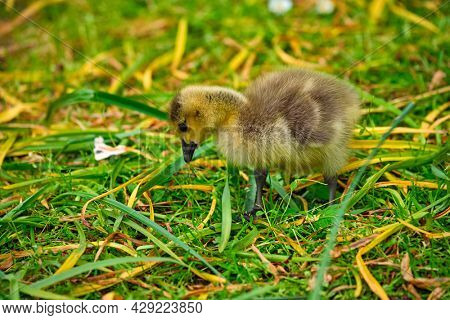Canada goose goslings on grass