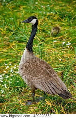Canada goose and goslings on grass