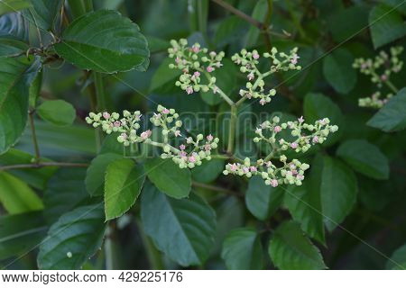 Bushkiller Flowers. Vitaceae Vine Weed.many Insects Gather In Search Of Nectar.
