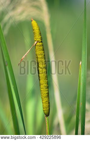 Broadleaf Cattail Close-up View With Selective Focus On Foreground