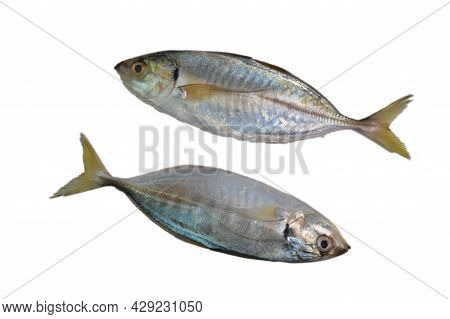 Fresh Raw Fish Called As Rastrelliger Kanagurta Or Mackerel Fish Isolated On White Background