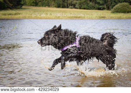 Mudi Is Jumping In The Water. He Wants Ball In Water.
