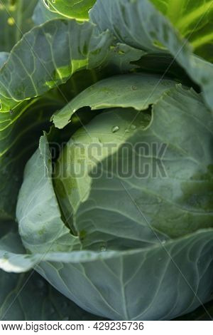 Fresh Head Of Cabbage In The Garden. New Harvest. Vitamins And Healthy Food. Vertical.
