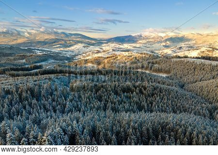 Winter Landscape With Spruse Trees Of Snow Covered Forest In Cold Mountains.