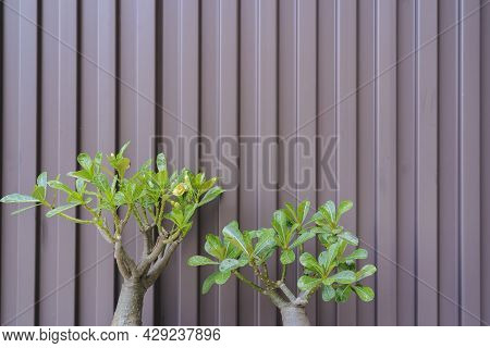 Adenium, Adenium And Blue Sky, Desert Rose , Adenium In Pots, Brown Wall Background