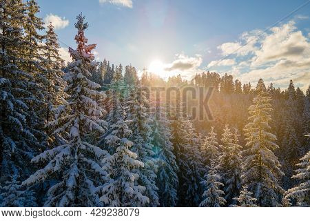 Aerial Winter Landscape With Spruse Trees Of Snow Covered Forest In Cold Mountains In The Evening.