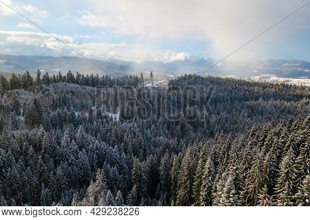 Winter Landscape With Spruse Trees Of Snow Covered Forest In Cold Mountains.