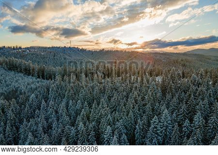 Winter Landscape With Spruse Trees Of Snow Covered Forest In Cold Mountains.