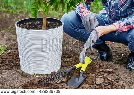 Woman Transplate Mandarin Tree Outdoors. Gardening And Plant Care.