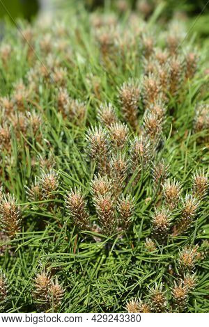 Dwarf Black Pine Marie Bregeon - Latin Name - Pinus Nigraa Marie Bregeon