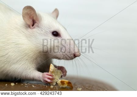 Close Up Of White Domestic Rat Eating Bread Crums.