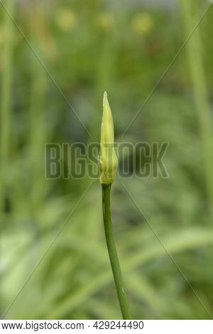 African Lily Amourette White Flower Buds - Latin Name - Agapanthus Amourette White